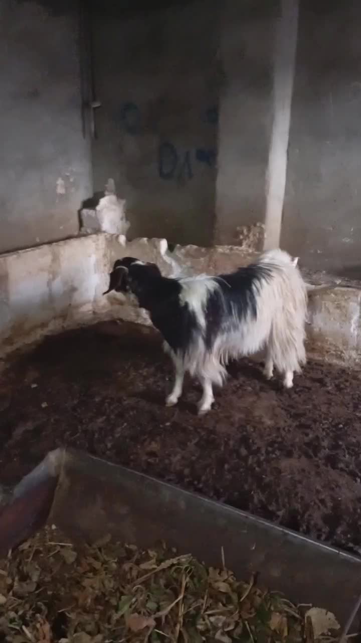 فروشی|حیوانات مزرعه|جلگه رخ, |دیوار