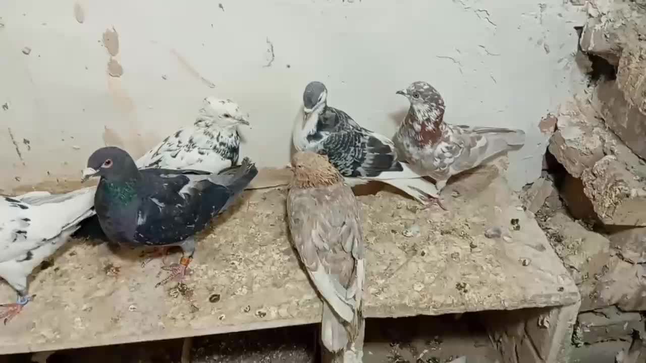 کفتر هوایی ۱۲تا|پرنده|تربتحیدریه, بالا ولایت|دیوار