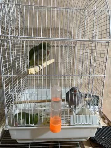 راهب|پرنده|کرج, عظیمیه|دیوار