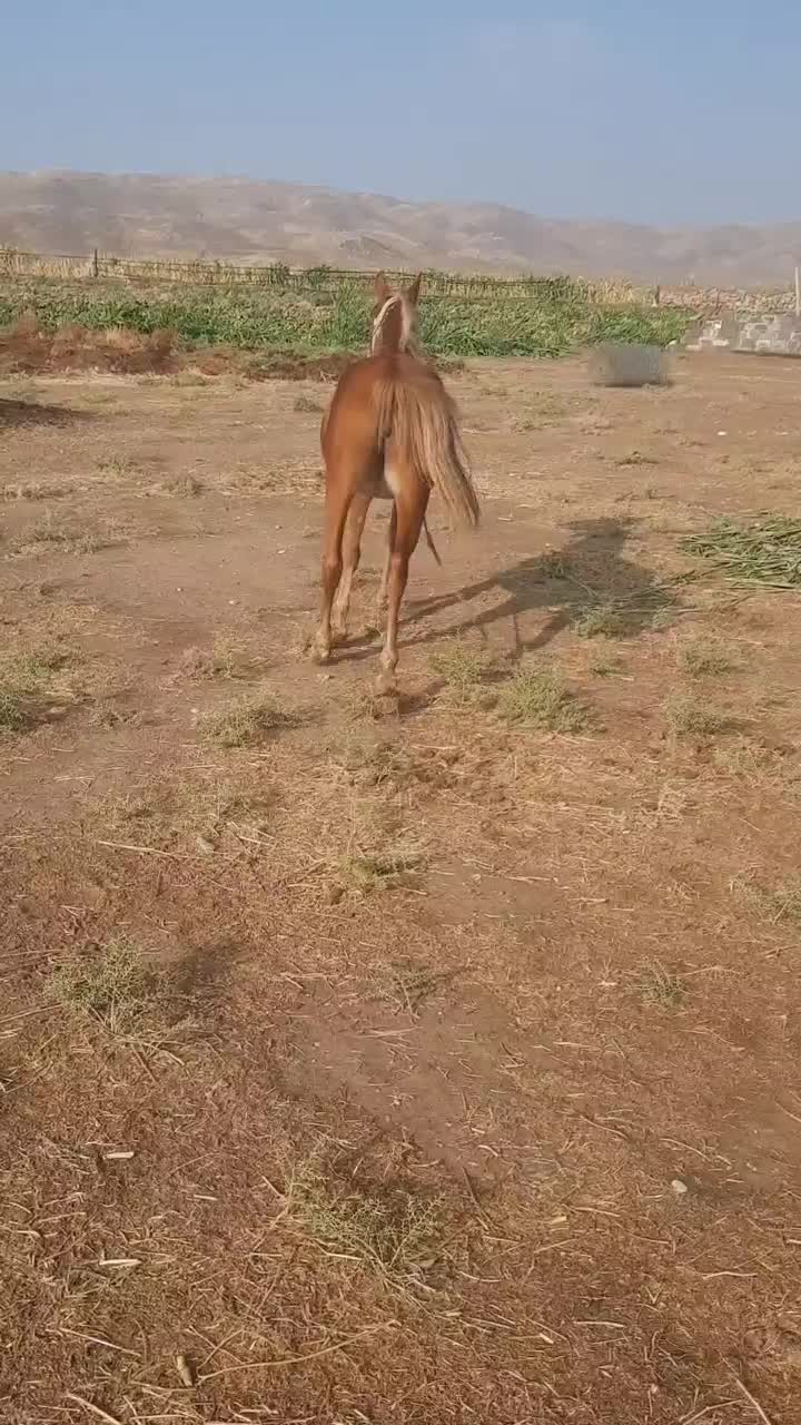 مادیان|اسب و تجهیزات اسبسواری|پلدختر, |دیوار