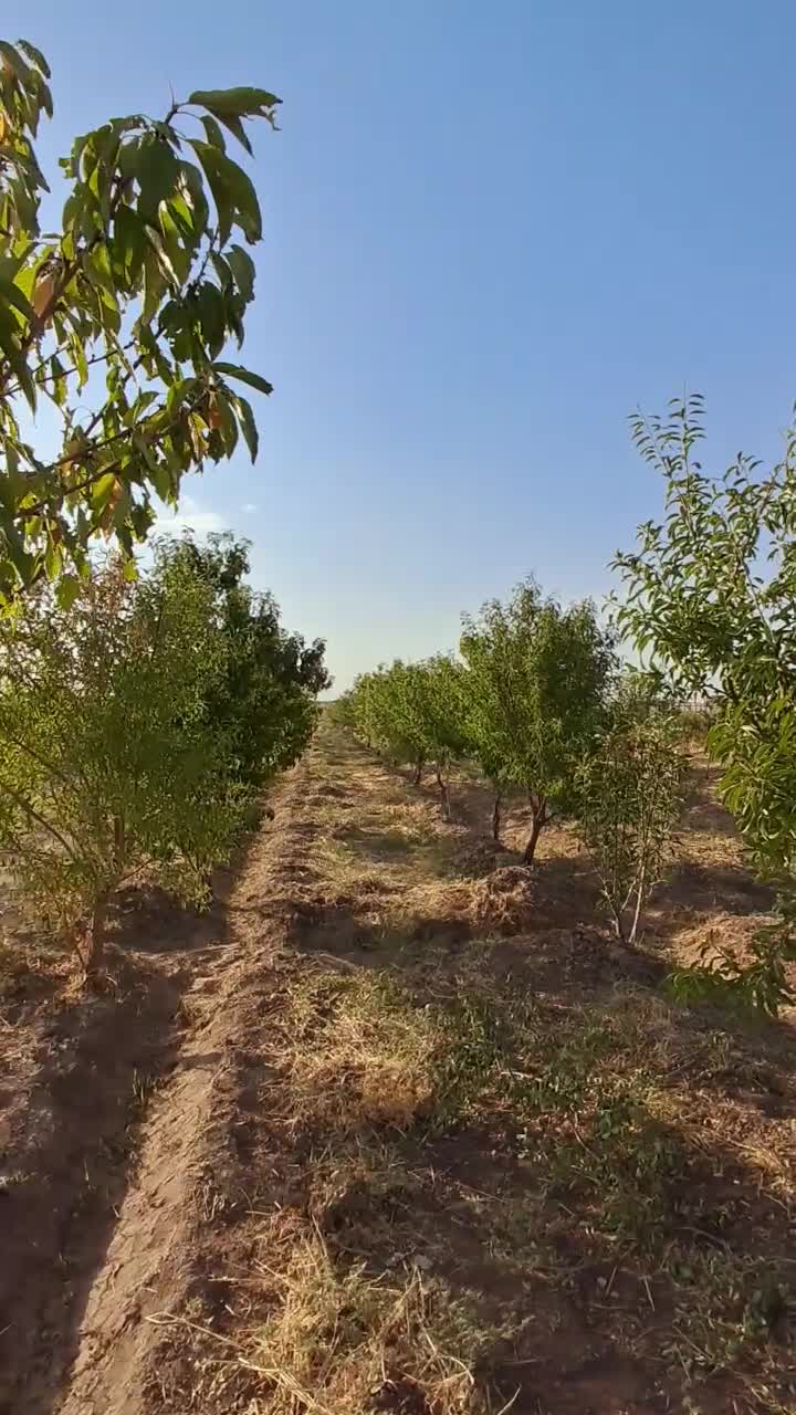 مامونیه،با ۱۰۰ میلیون باغچه بخر|فروش زمین و ملک کلنگی|زرندیه, |دیوار