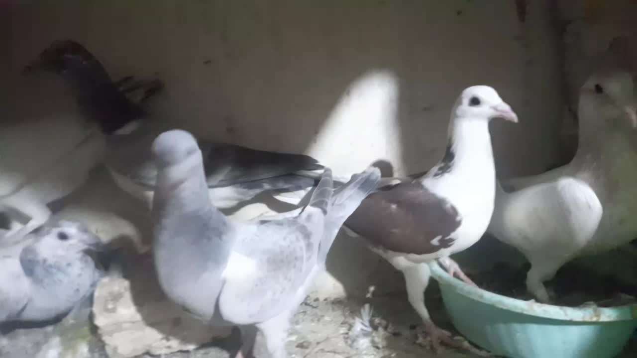 نرماده|پرنده|زاوه, |دیوار