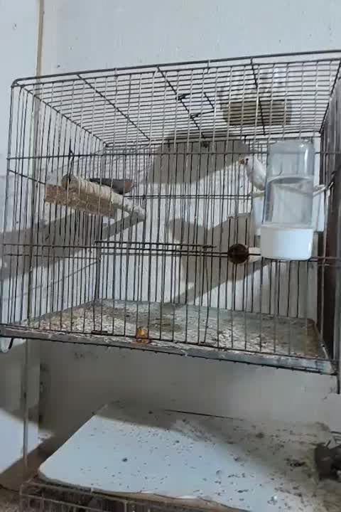 فنچ وطوطی برزیلی|پرنده|رشت, کوی حسینی|دیوار