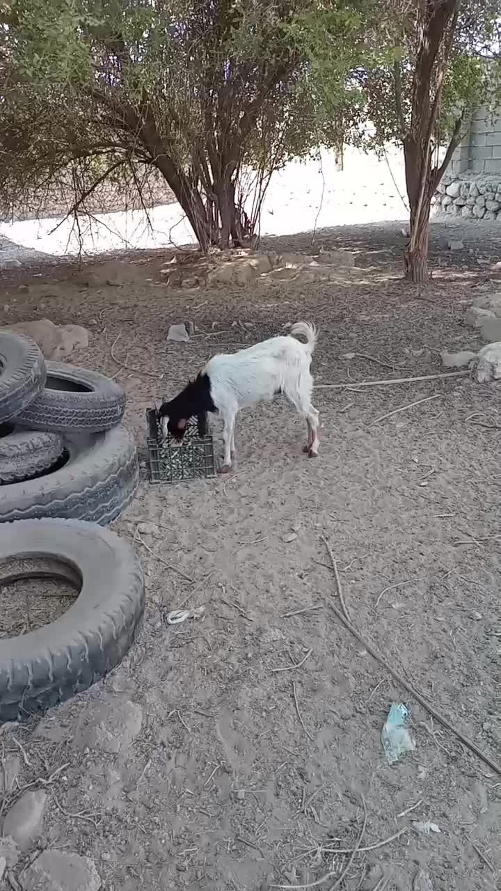 فروش چند عدد کهر نر وچند عددکهر ماده سالم و سرحال|حیوانات مزرعه|بندرعباس, |دیوار