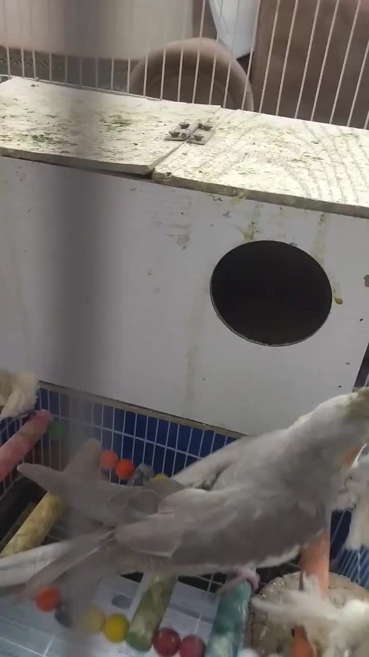 عروس هلندی|پرنده|مشهد, سجادیه|دیوار