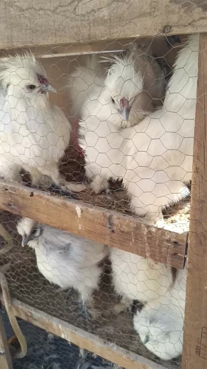 نیمچه ابریشمی|حیوانات مزرعه|شاهین‌شهر, خانه کارگر|دیوار