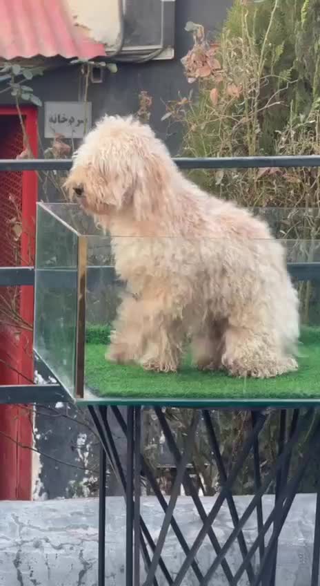 سگ پودل نر فوق العاده با ادب و زیبا|سگ|تهران, چهارصد دستگاه|دیوار