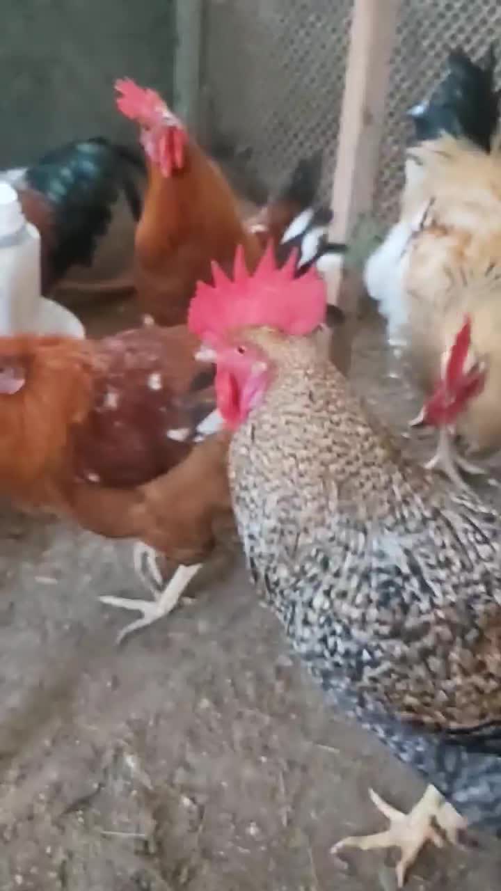 فروش خروس سنگین وزن گلپایگانی|حیوانات مزرعه|کلارآباد, |دیوار