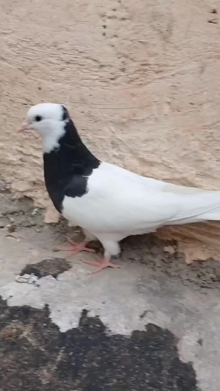 طوقی مشکی|پرنده|مریوان, |دیوار