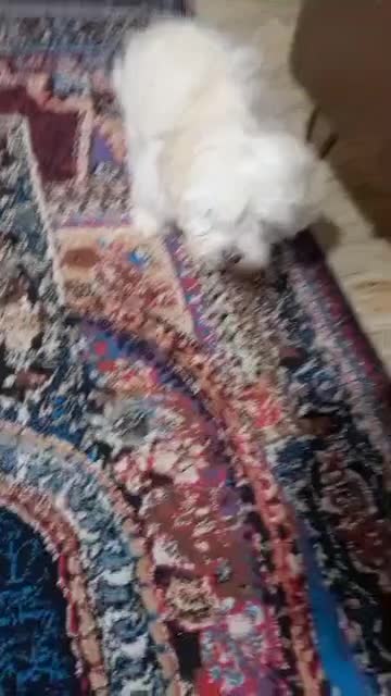 سگ شیتزو تریر|سگ|ارومیه, |دیوار