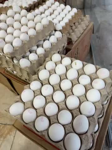 تخم مرغ عمده|خوردنی و آشامیدنی|تهران, اسکندری|دیوار