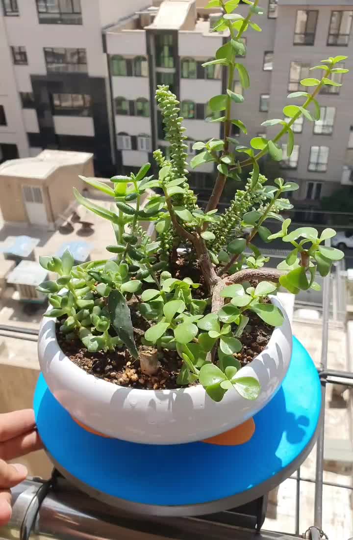 گیاه ساکولنت و کاکتوس تکثیری خونگی|گل و گیاه طبیعی|تهران, جنتآباد جنوبی|دیوار
