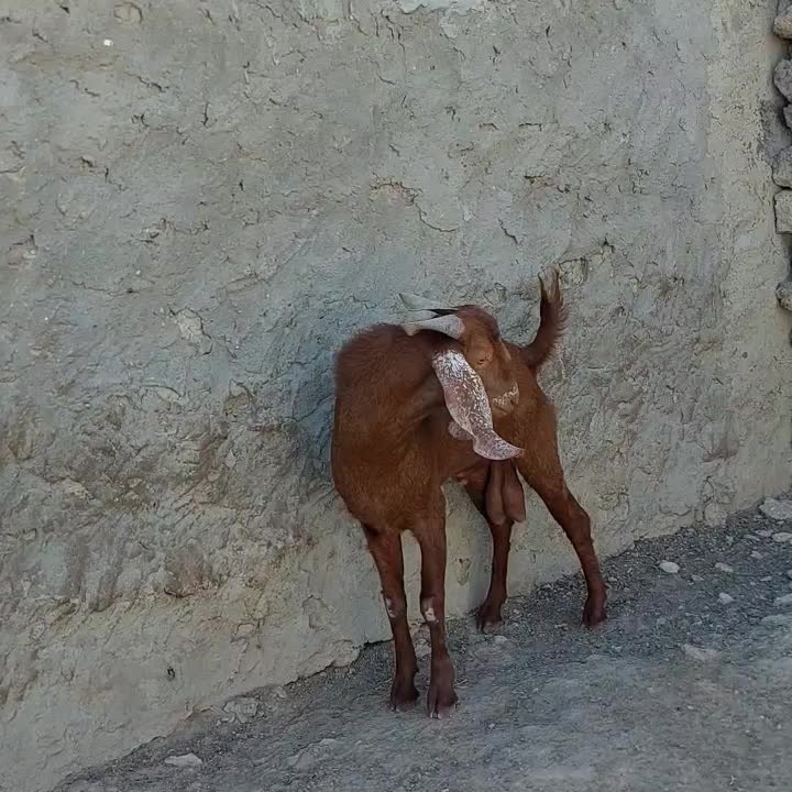 نری چاق|حیوانات مزرعه|قشم, |دیوار