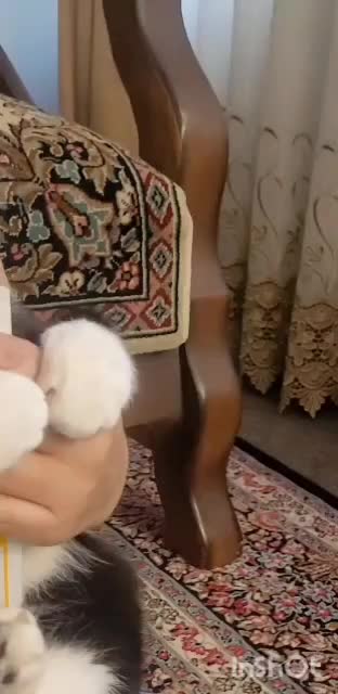 سرگرمی|حیوانات|کرمان, |دیوار