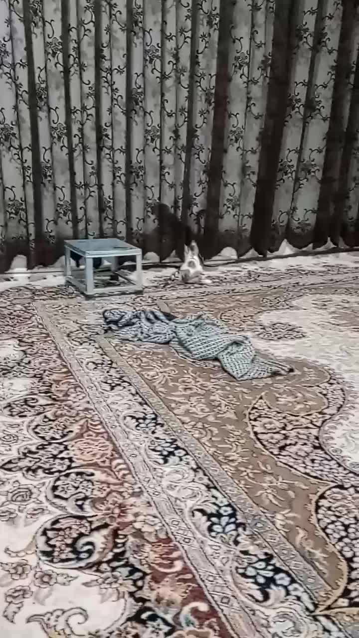گربه|گربه|سبزوار, قلعه‌نو دهزار|دیوار
