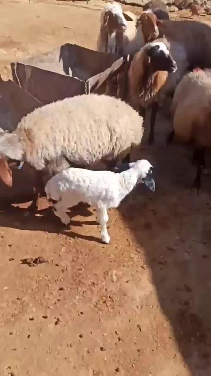 میش بره|حیوانات مزرعه|کوهدشت, |دیوار