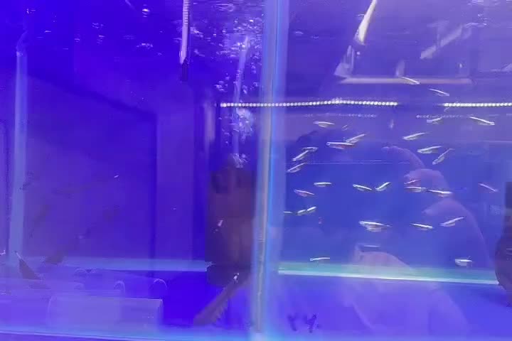 انواع تتراها و ماهیان پلنت با قیمت ویژه گرید بالا|ماهی|مشهد, فاطمیه|دیوار