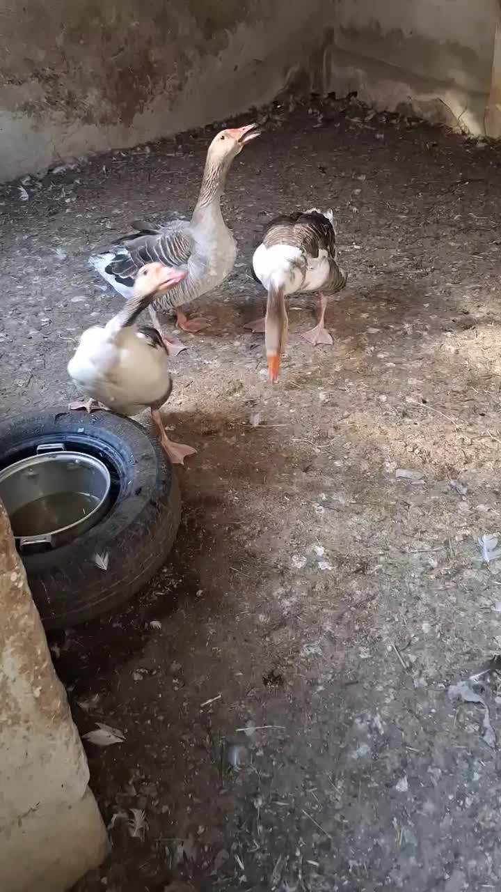 غاز|حیوانات مزرعه|سهند, |دیوار