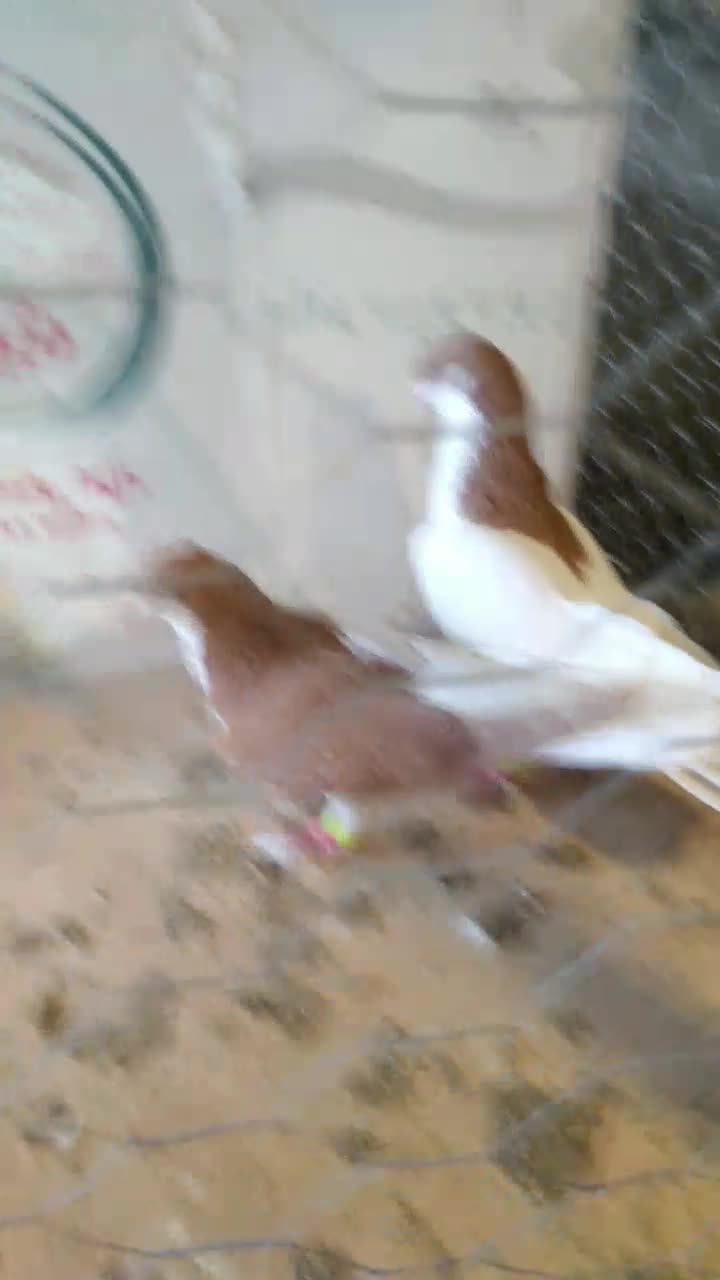 چشتی زرد|پرنده|محمدیه-قزوین, |دیوار