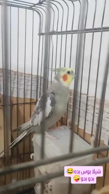 عروس هلندی مولد سخنگو|پرنده|رودسر, |دیوار