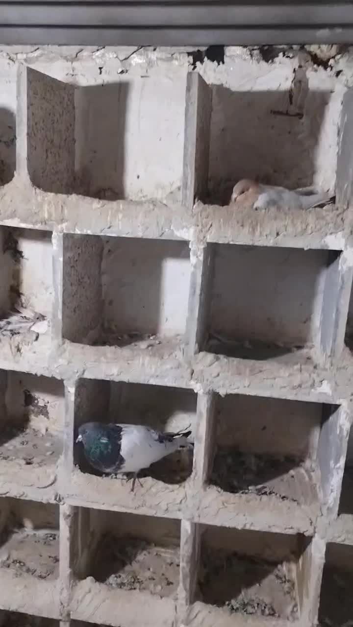 فروش 26 عدد کبوتر با قیمت مناسب|پرنده|میانه, |دیوار