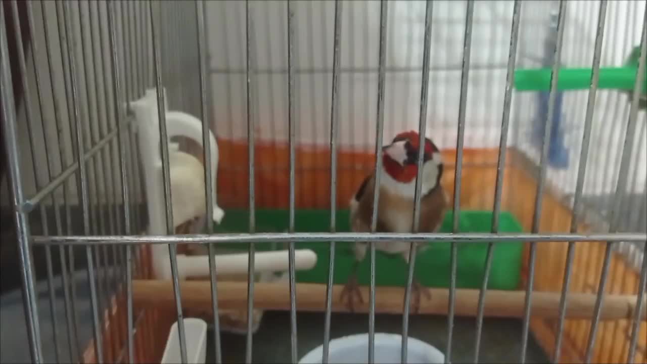 سهره صحرایی چند ماه قفس آب رنگ دار|پرنده|بهار, |دیوار