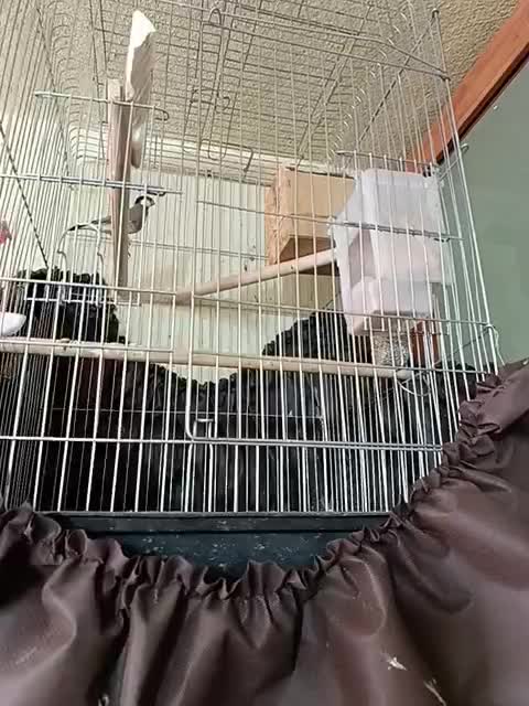 دو جفت فنج|پرنده|یزد, |دیوار