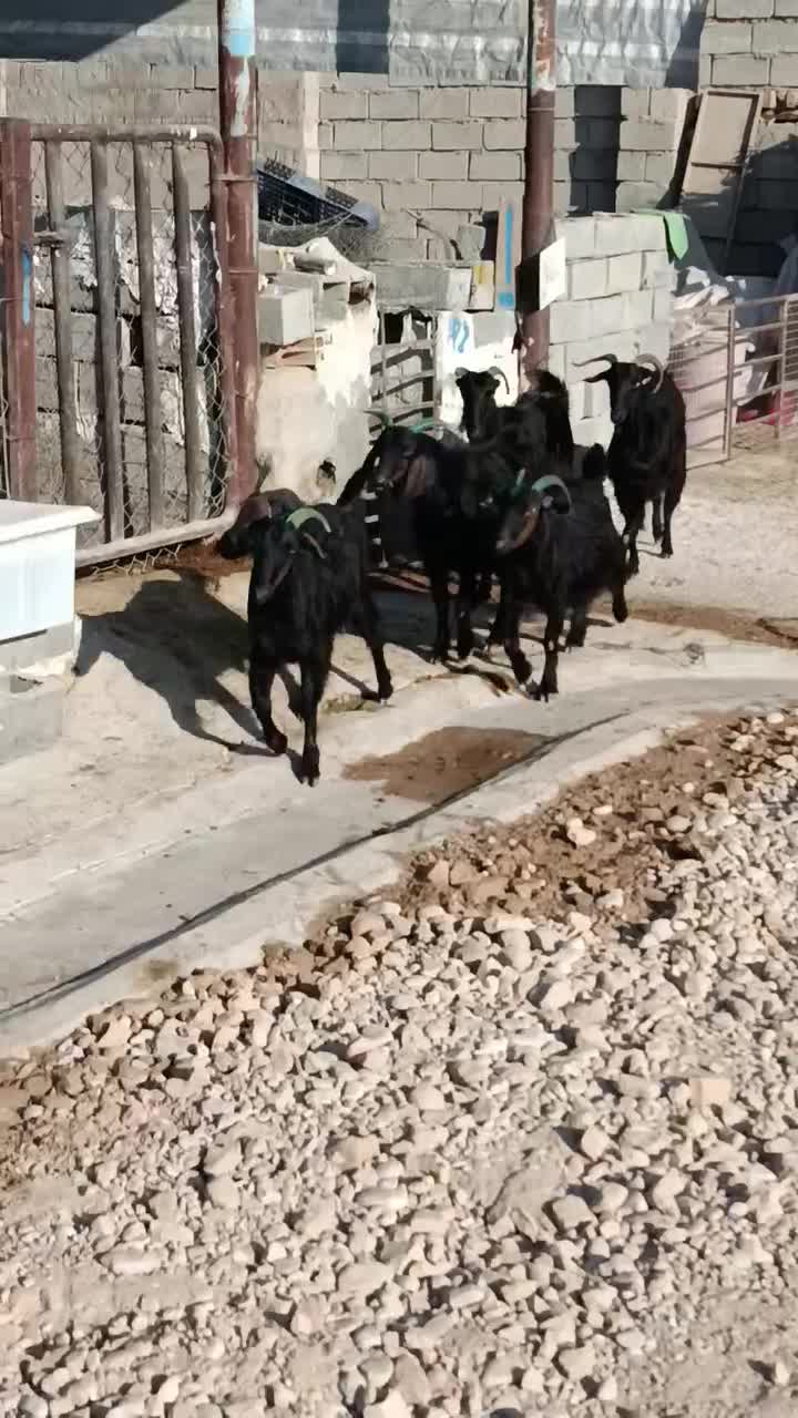 بز محلی|حیوانات مزرعه|بهبهان, |دیوار