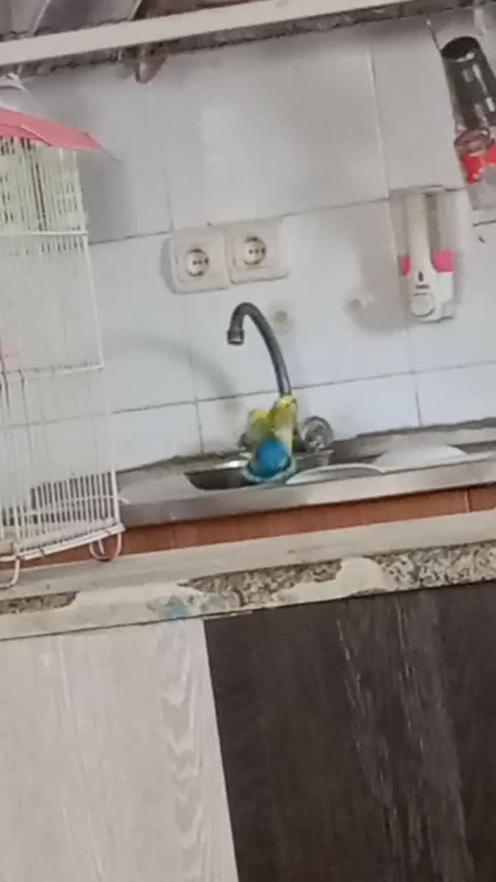 فروش کوتوله برزیلی|پرنده|شیراز, فضل‌آباد|دیوار