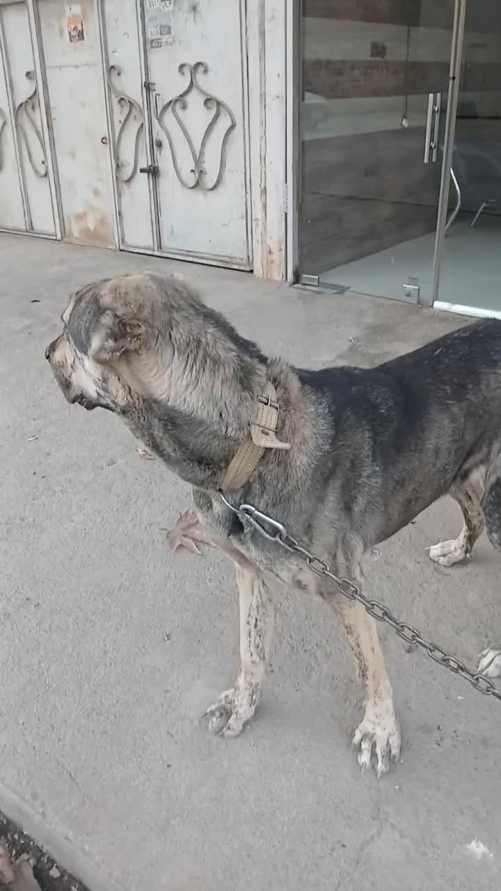 واگذاری سگ|سگ|مشهد, نوید|دیوار