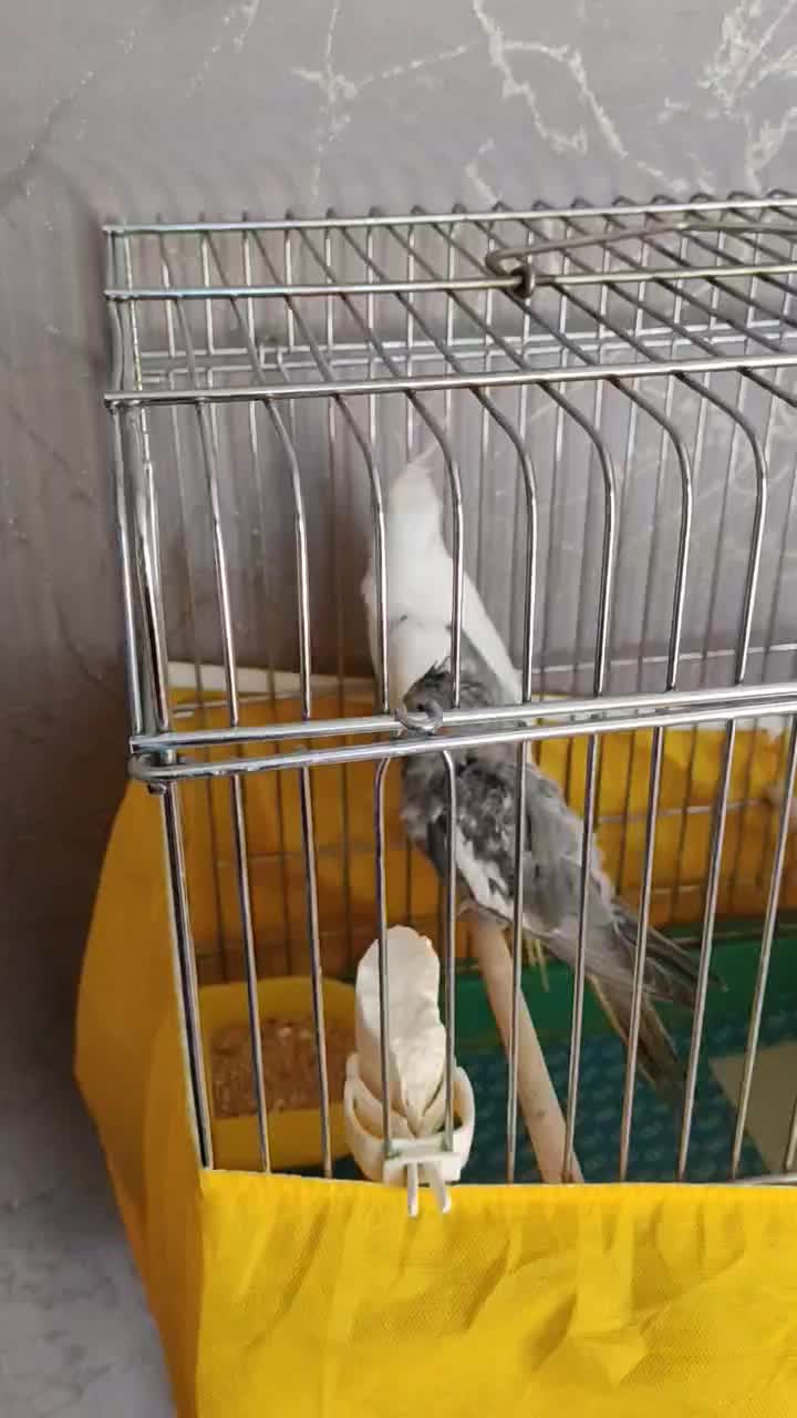 دوکت البینو|پرنده|قزوین, |دیوار