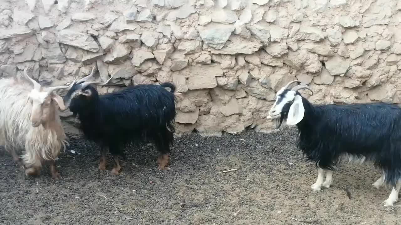 بزجوان|حیوانات مزرعه|کاشان, کارگر|دیوار