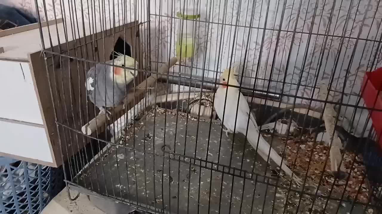 حمیدیه|پرنده|حمیدیه, |دیوار