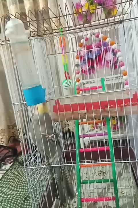 عروس هلندی|پرنده|رضوانشهر, |دیوار