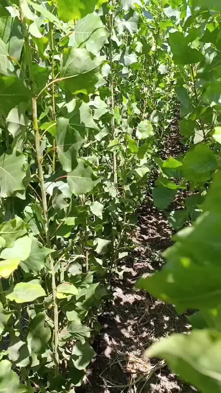 نهال های نیگرای ترکیه نهالی پرسود صنوبر ترکیه اصل|خدمات باغبانی و درختکاری|قزوین, |دیوار