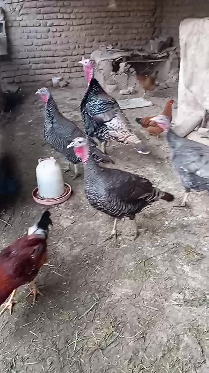 بوقلمون|حیوانات مزرعه|مینودشت, |دیوار