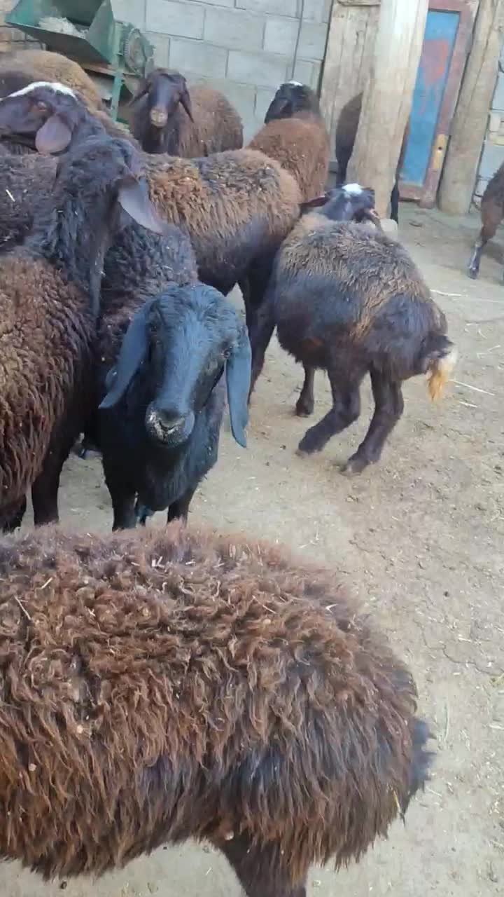 بره ماده|حیوانات مزرعه|تیکمه داش, |دیوار