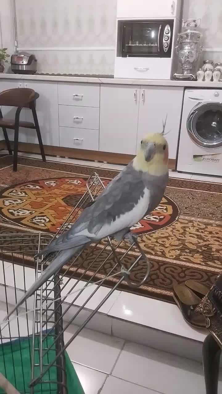 عروس هلنی|پرنده|ملایر, |دیوار