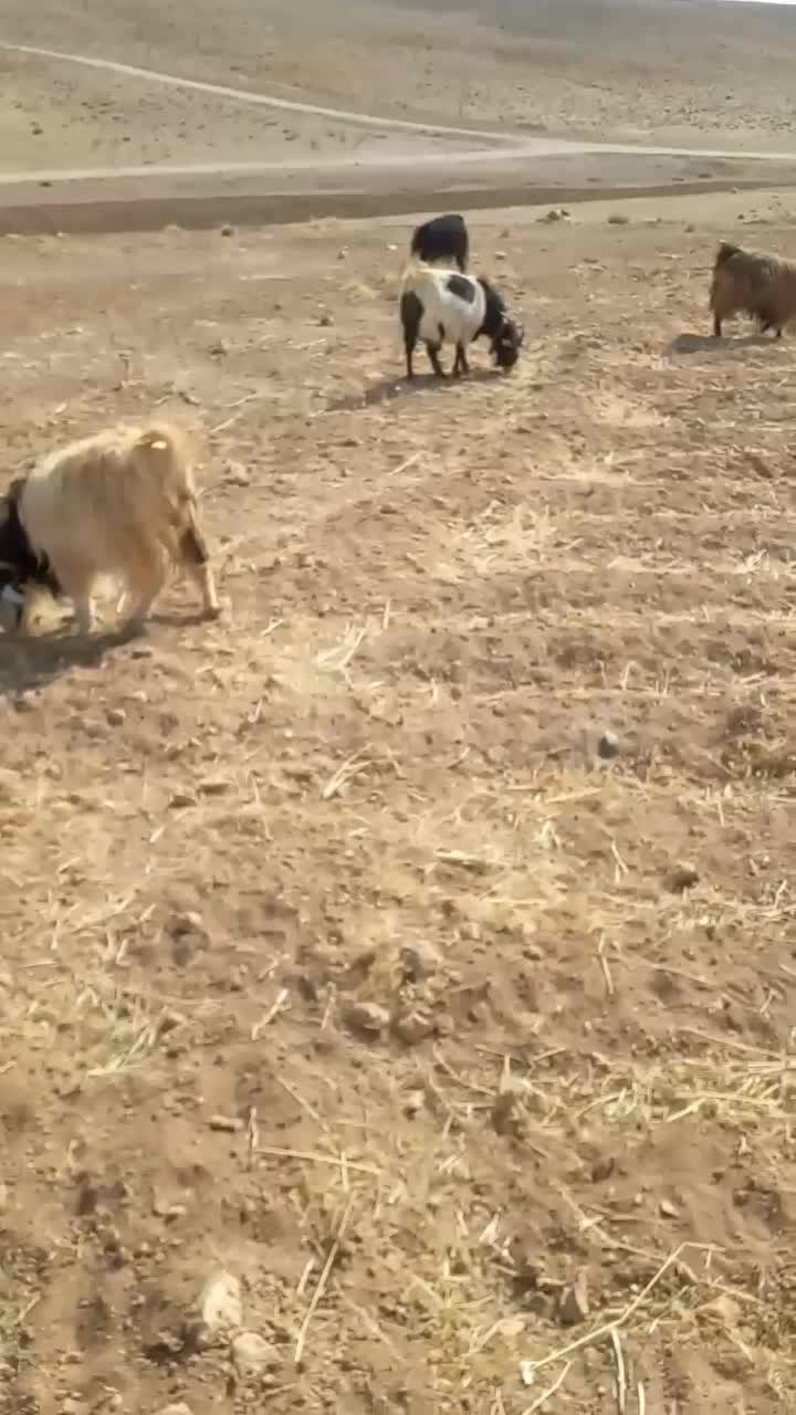 فروش ۴راس بز و کهره|حیوانات مزرعه|خرم بید, |دیوار