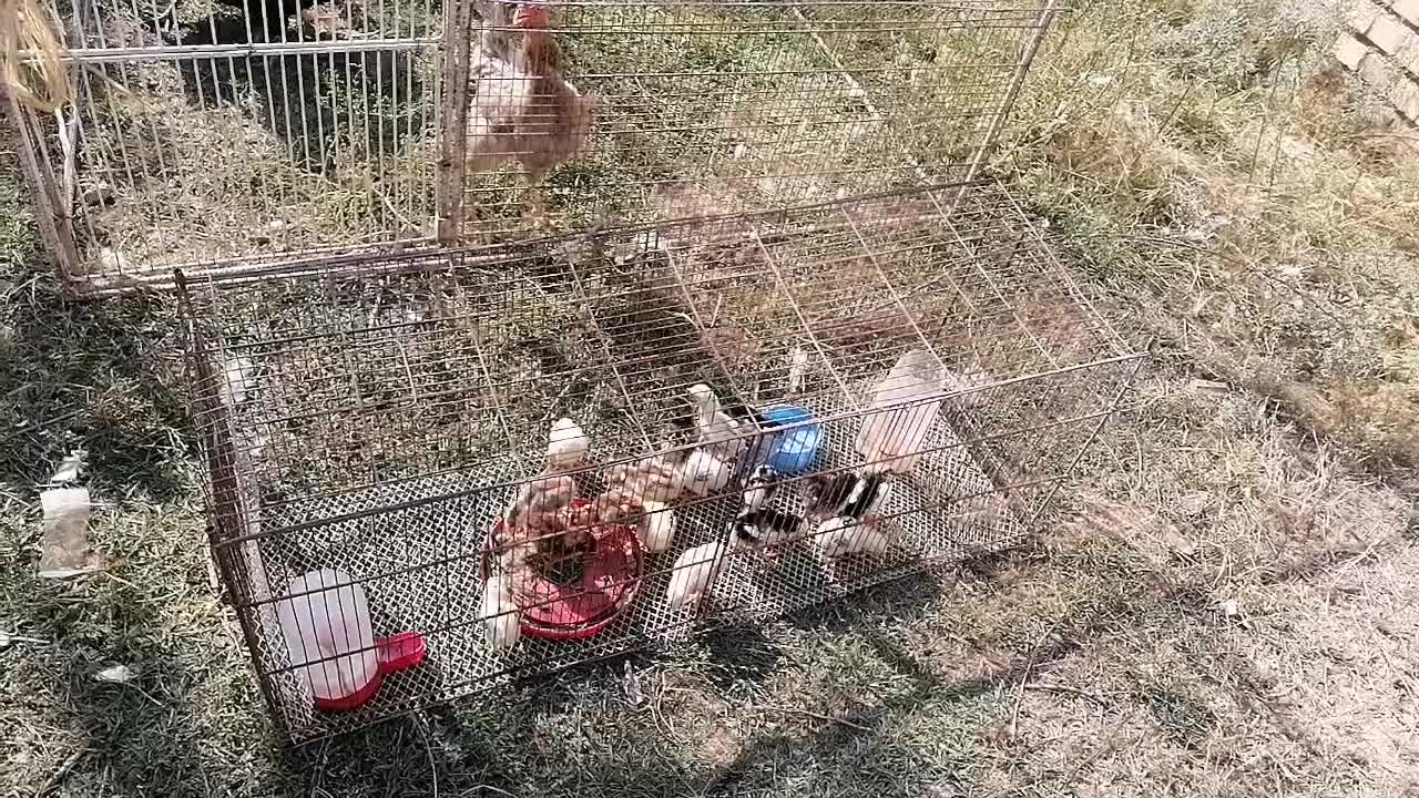 قفس مرغ و جوجه|لوازم جانبی حیوانات|گنبد کاووس, |دیوار