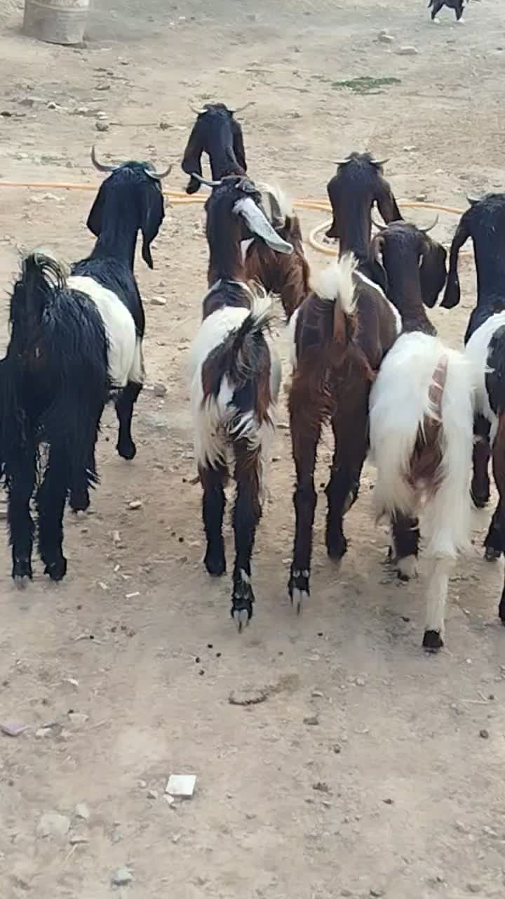 ۶بزغاله ماده تخمی تکه خورده ( همشون لینگ سه قلو )|حیوانات مزرعه|ملک‌آباد, |دیوار