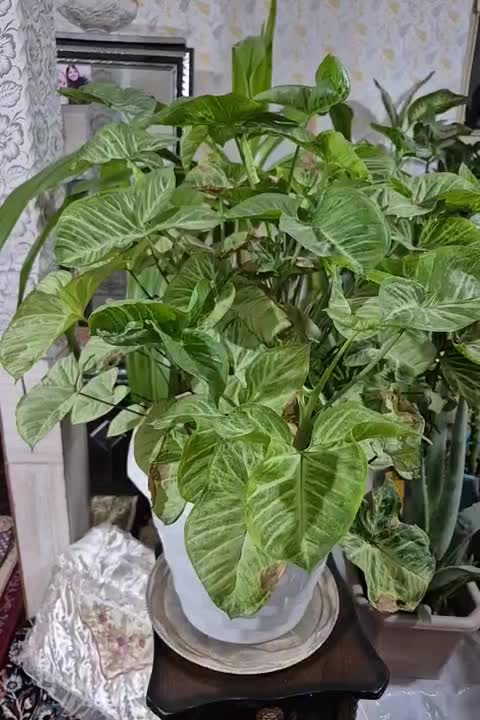 انواع گل ها|گل و گیاه طبیعی|الوند, |دیوار