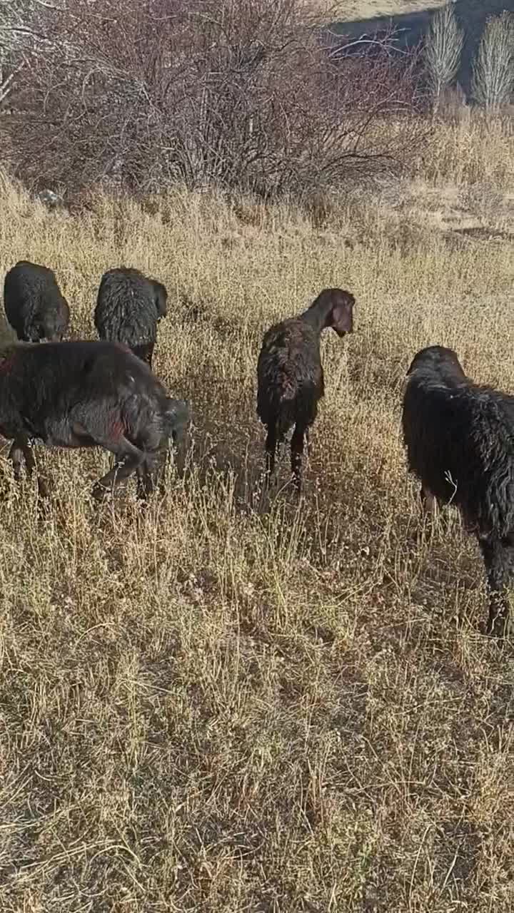 بره ماده|حیوانات مزرعه|شاهین دژ, |دیوار