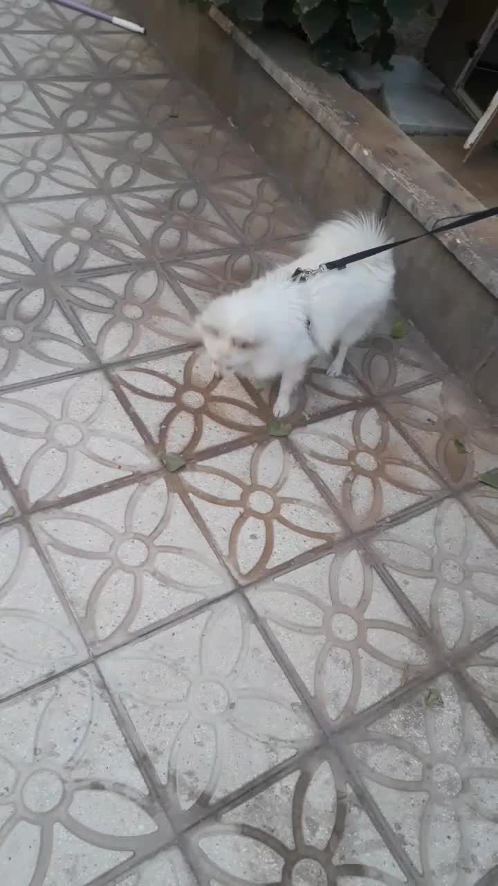 پامرین روباهی|سگ|کاشان, سه راه پرورشگاه|دیوار