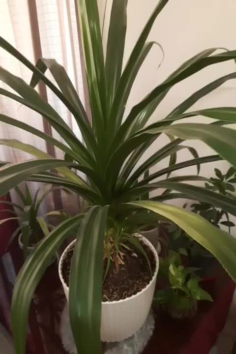 گل پاندالوس ۱۳ساله بنسای|گل و گیاه طبیعی|محمدشهر, شهرک چمران|دیوار