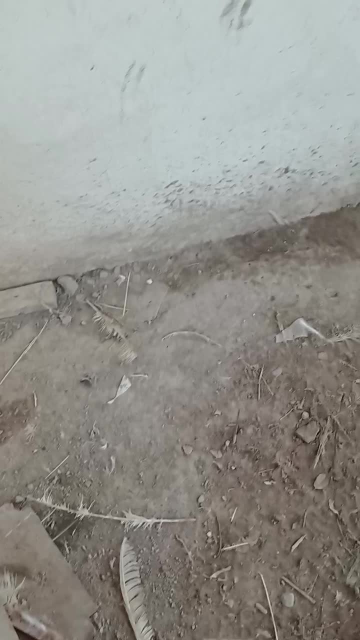 فروشتوله۹ماههسگشیانلو|سگ|گلمکان, |دیوار