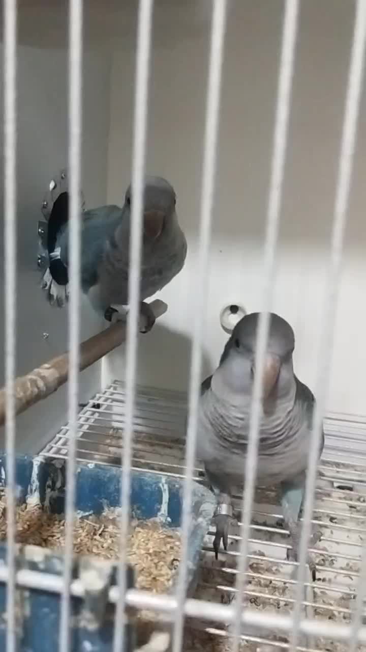 جفت راهب کلام دار|پرنده|قائمشهر, |دیوار