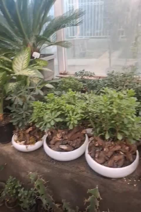 بنسای|گل و گیاه طبیعی|مشهد, نیروی هوایی|دیوار