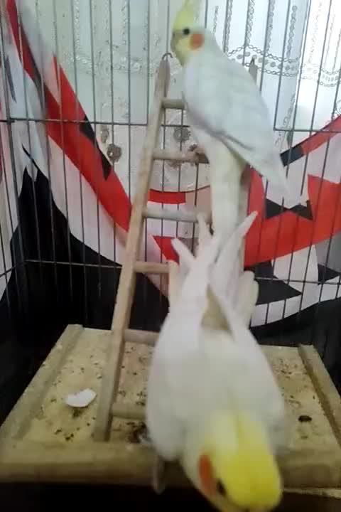 پرنده|پرنده|استهبان, |دیوار