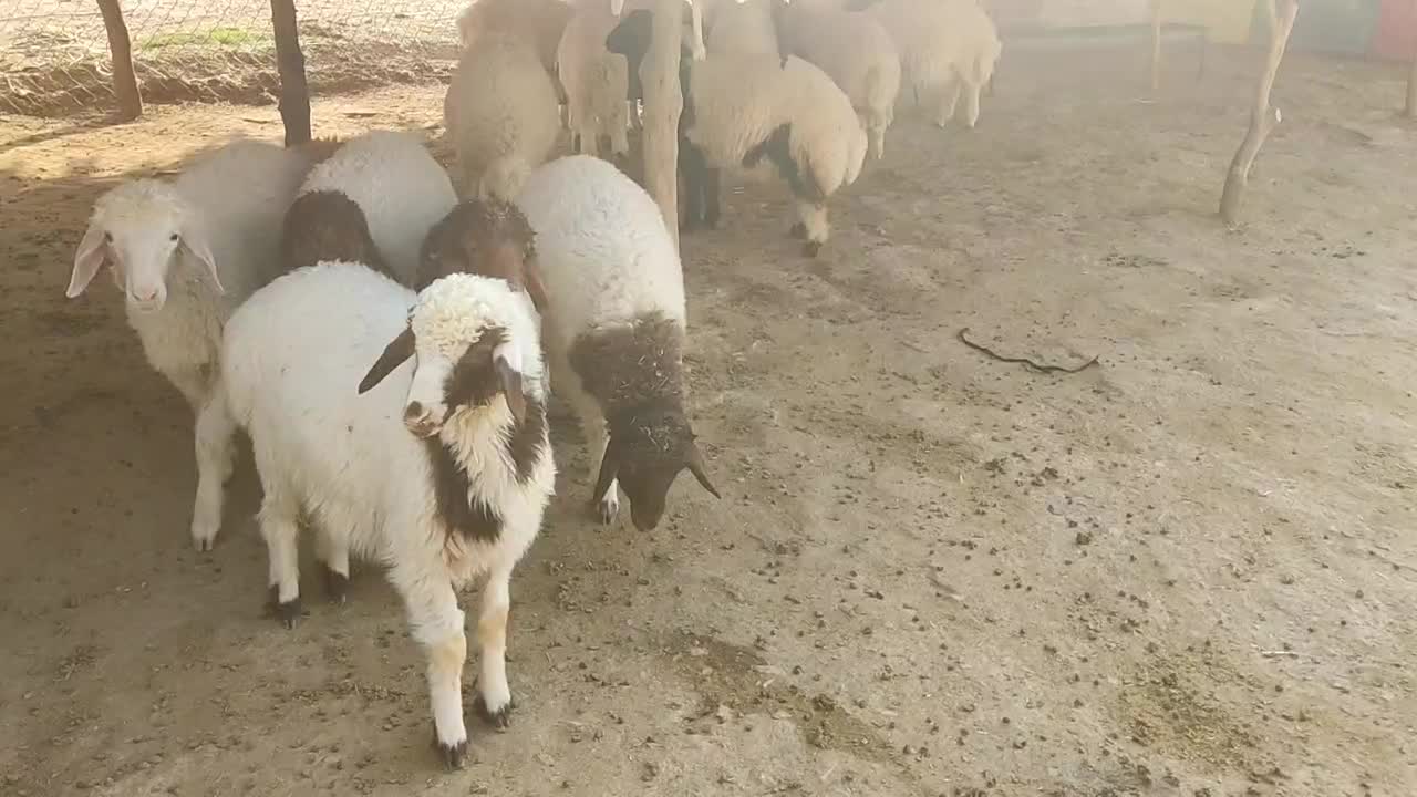 بره‌شیری‌درجه‌یک|حیوانات مزرعه|آبدانان, |دیوار